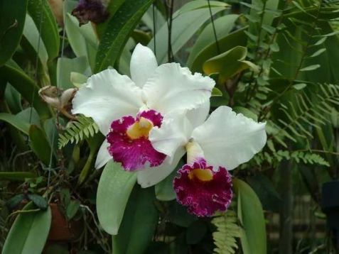 Cattleya hybrid "kuo chong"