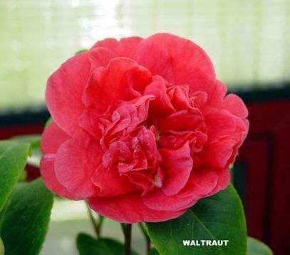 Camellia "waltraut" - kamélie