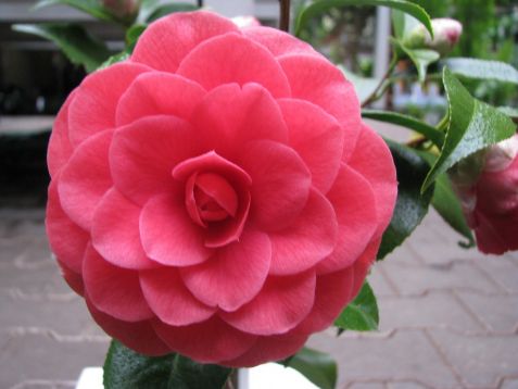 Camellia "palazzo tursi"
