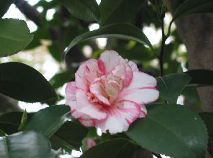 Camellia "shuchuka" - kamélie