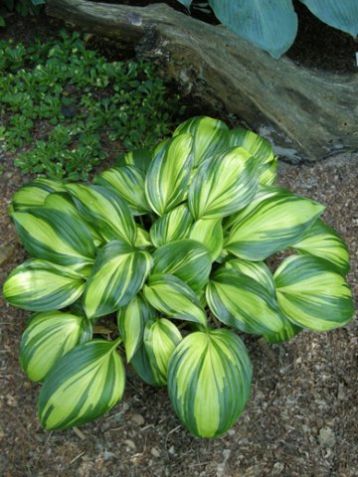 Hosta "rainbows end" - hosta