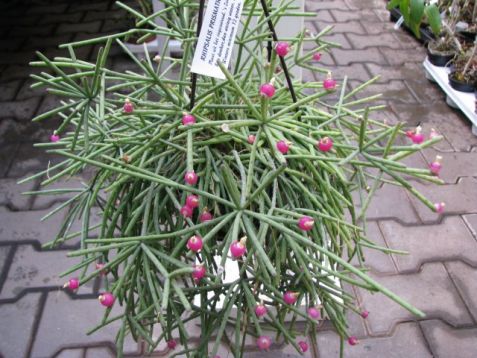Rhipsalis prismatica
