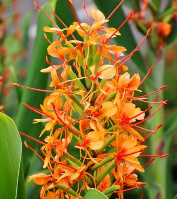 Hedychium