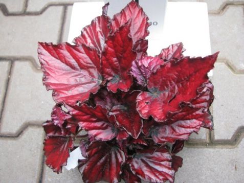 Begonia "red bull" - listová begonie