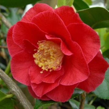 Camellia "grand prix" - kamélie