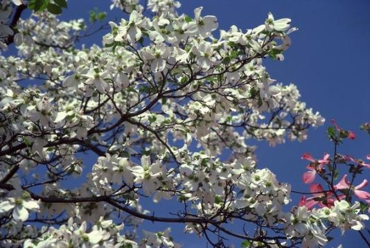 Cornus nuttallii