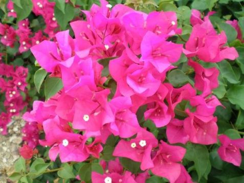 Bougainvillea "barbara karst"