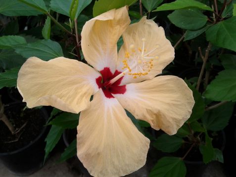 Hibiscus sinensis "lutea" - ibišek pokojový