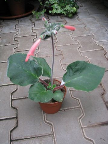 Sinningias "bonita"s"
