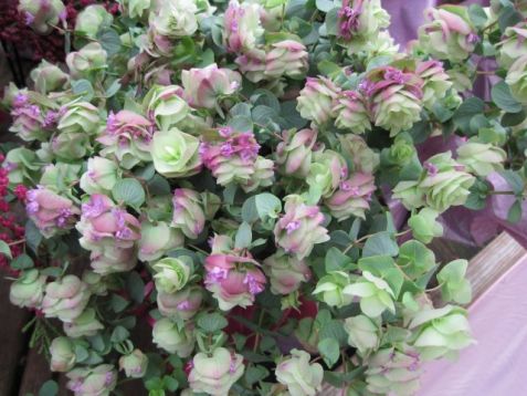 Origanum rotundifolium