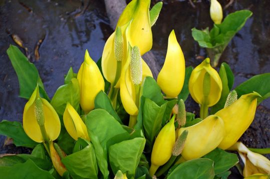 Lysichiton americanus - kapsovec americký