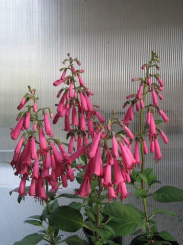 Phygelius