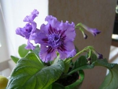 Streptocarpus "rozhdenije tajfuna"
