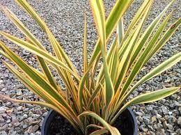 Phormium tenax "wings of gold"