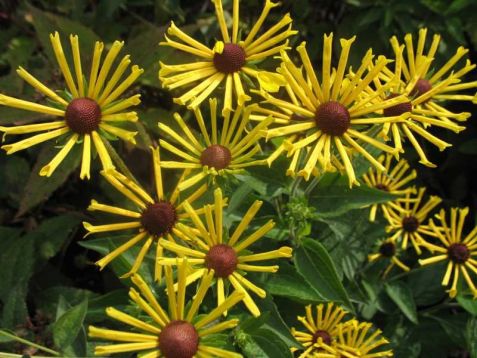 Rudbeckia subt. "henry eilers" - rudbékie