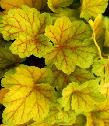 Heuchera "electra"