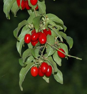 Cornus mas - dřín