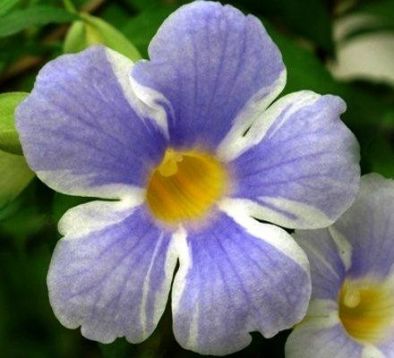 Thunbergia erecta "fairy moon" - tunbergie, zuzana
