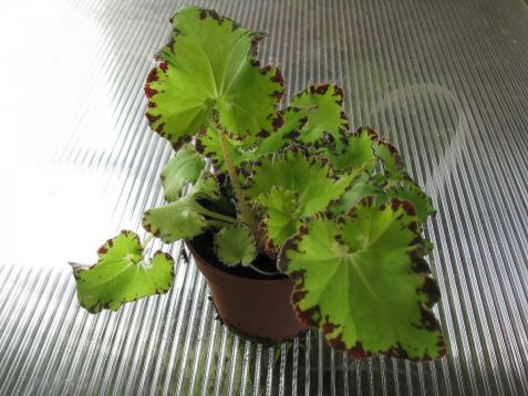 Begonia "baby dress"