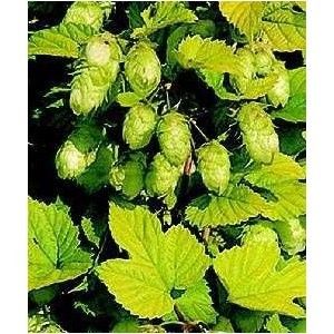 Humulus lupulus "wye target " - chmel