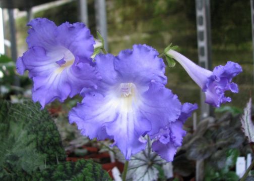Streptocarpus "smerf"