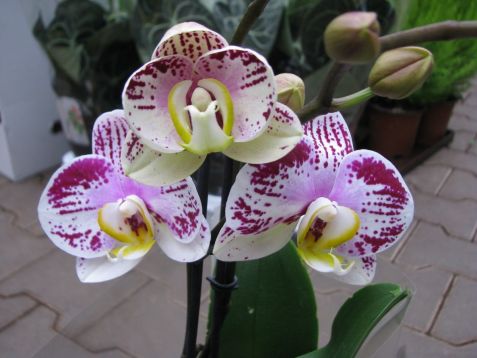Phalaenopsis "sweet child of mine"