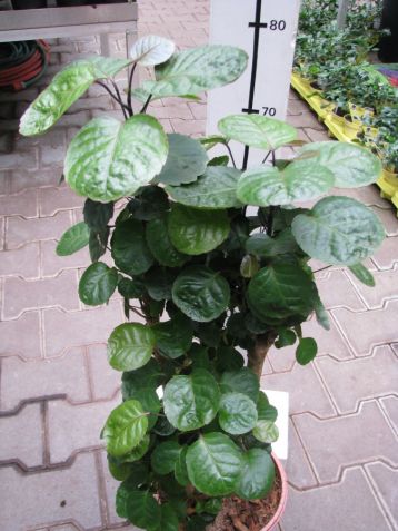 Polyscias "fabian"