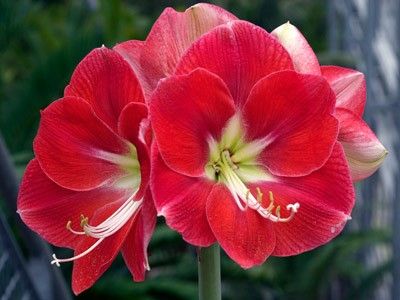 . Hippeastrum "monaco"