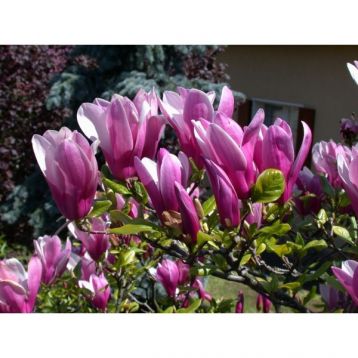 Magnolia "susan"