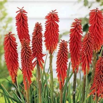 Kniphofia "nancy´s red" - mnohokvět, kleopatřina jehla