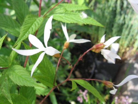 Gillenia trifoliata