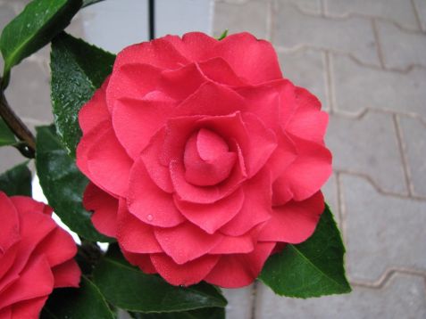 Camellia "dilecto"