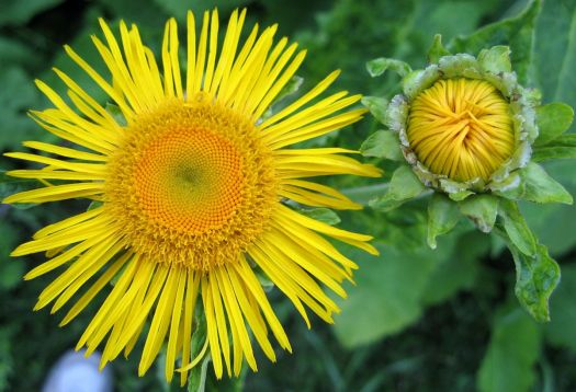 Telekia speciosa - kolotočník ozdobný