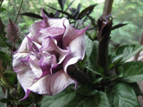 Datura metel double violet