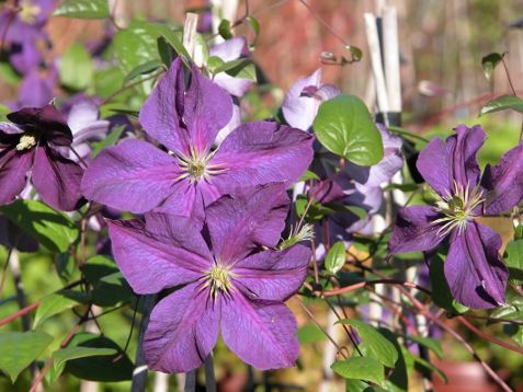 Clematis "nelly moser"