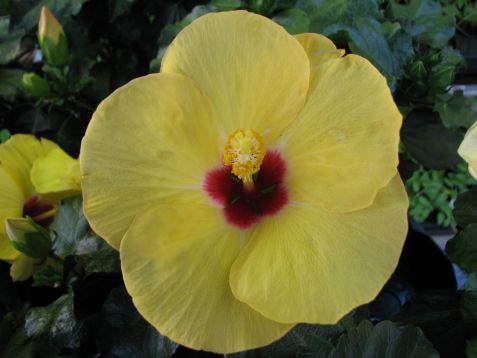 Hibiscus sinensis "adonicus yellow"