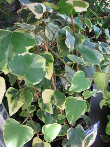 Hedera colchica dentata variegata - břečťan kavkazský