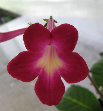 Streptocarpus "texas hot chilli"