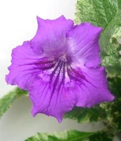 Streptocarpus "iced amethyst showoff"