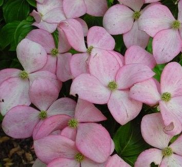 Cornus kousa "satomi compact" - dřín květnatý