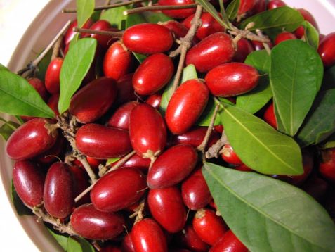 Synsepalum dulcificum, miracle fruit