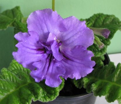 Streptocarpus "ziutek"