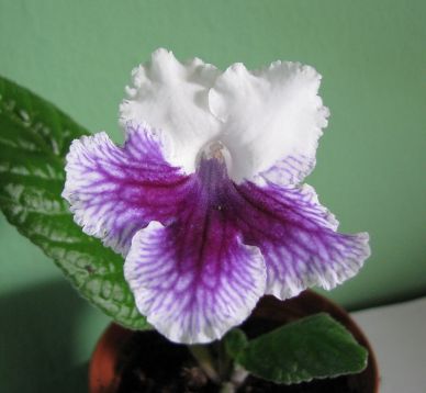 Streptocarpus "designer gown"
