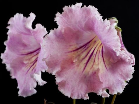Streptocarpus "hot ice"
