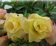 Adenium obesum "kanjana yellow" - pouštní růže