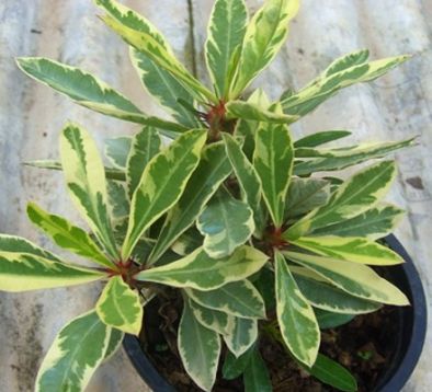 Euphorbia millii variegated - trnová koruna