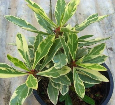 Millie variegated euphorbia