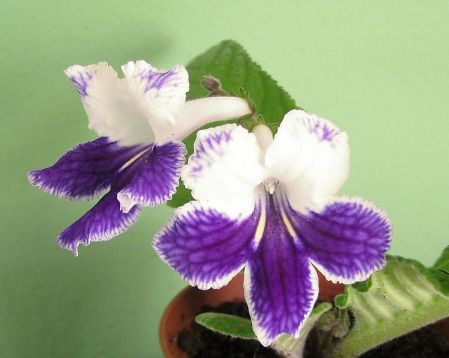 Streptocarpus "purple panda"