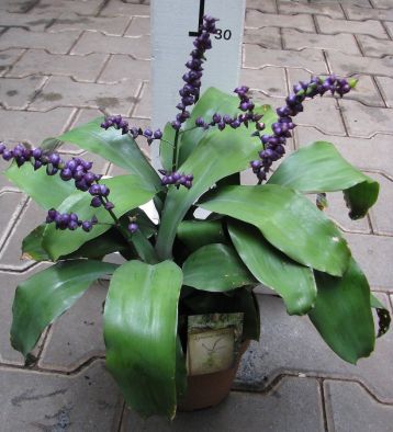 Lymania smithii
