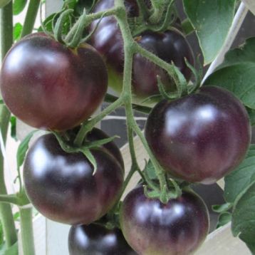 Rajče tyčkové "black cherry"